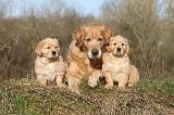 GOLDEN RETRIEVER 006